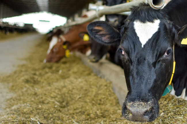 饲料和动物营养学
